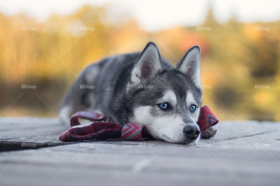 A Picture Of A Beautiful Husky Laying Down On A Shopping Bag To Warm Up,have a nice day.