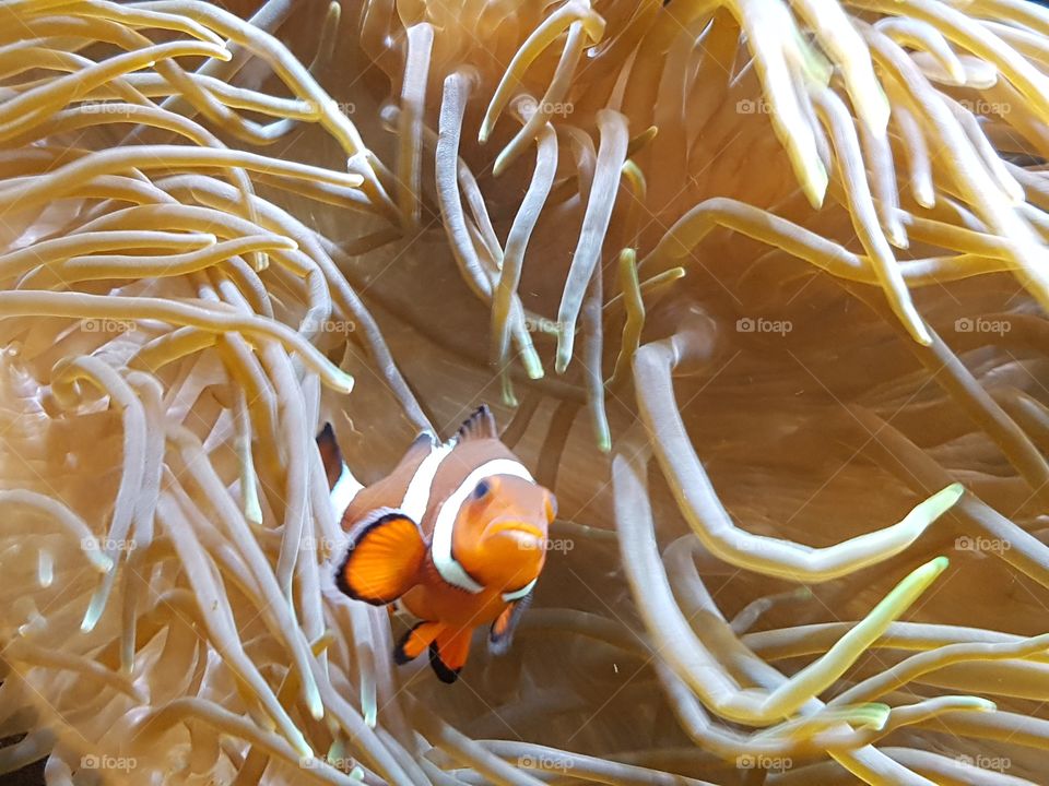clownfish in anemones