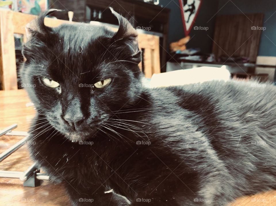 Black cats impression of BatCat! Sitting on kitchen table.
