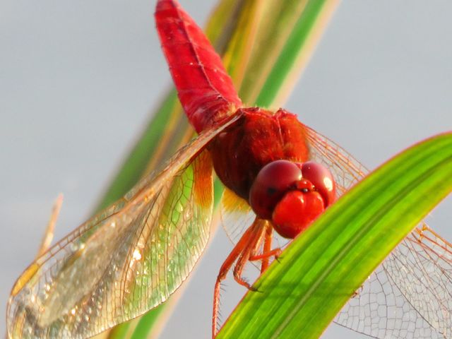 Macro