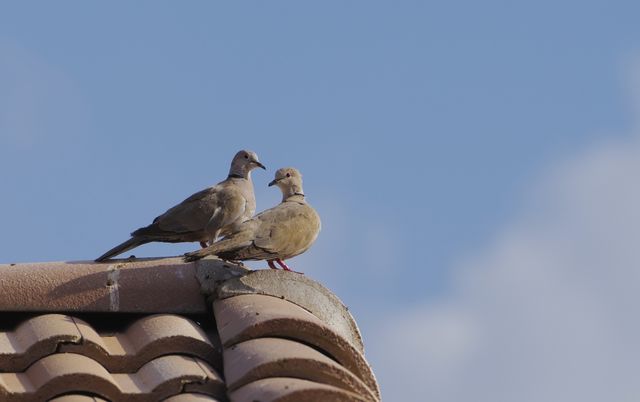 Doves