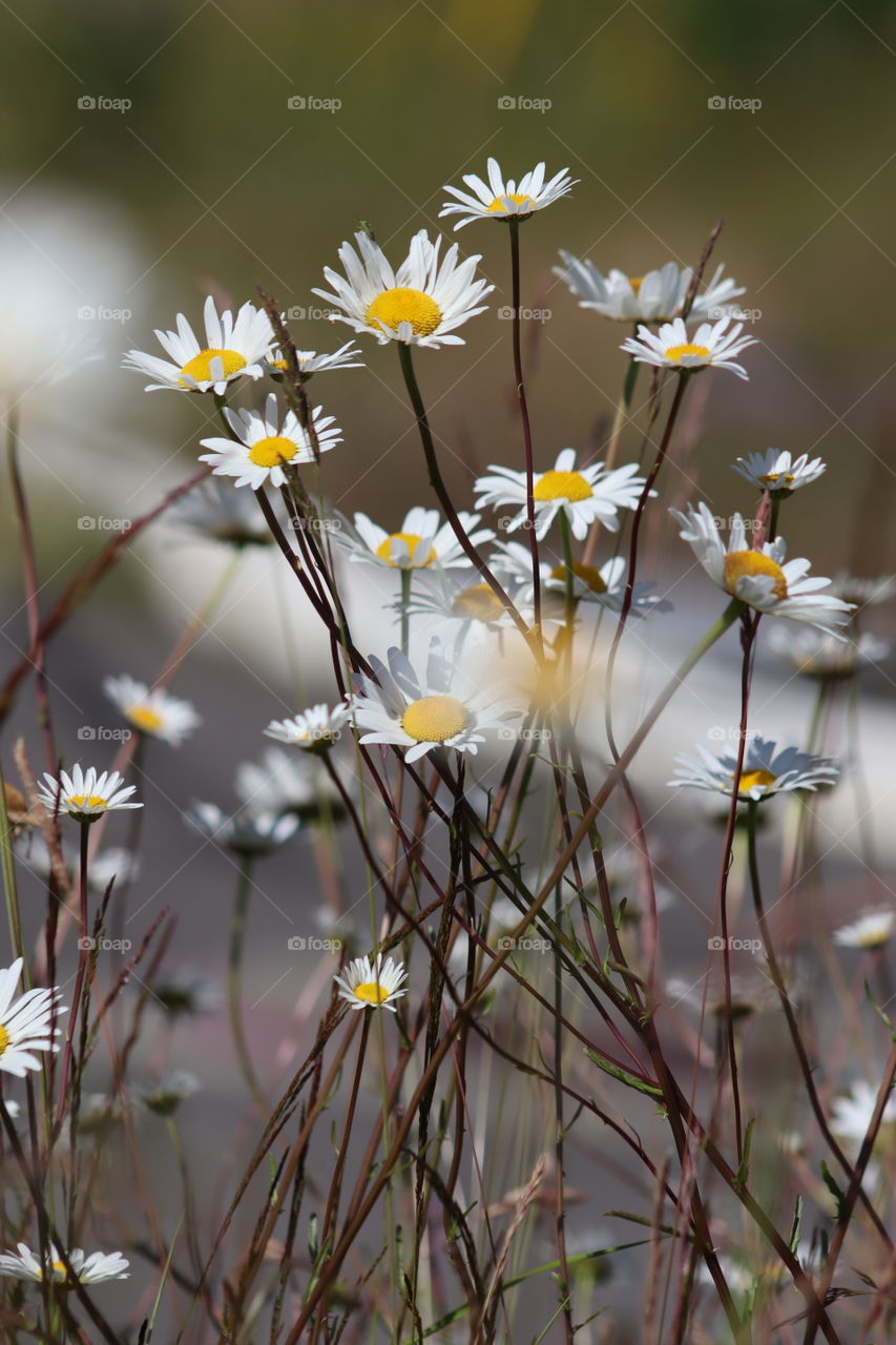 Summer bloom of daisies