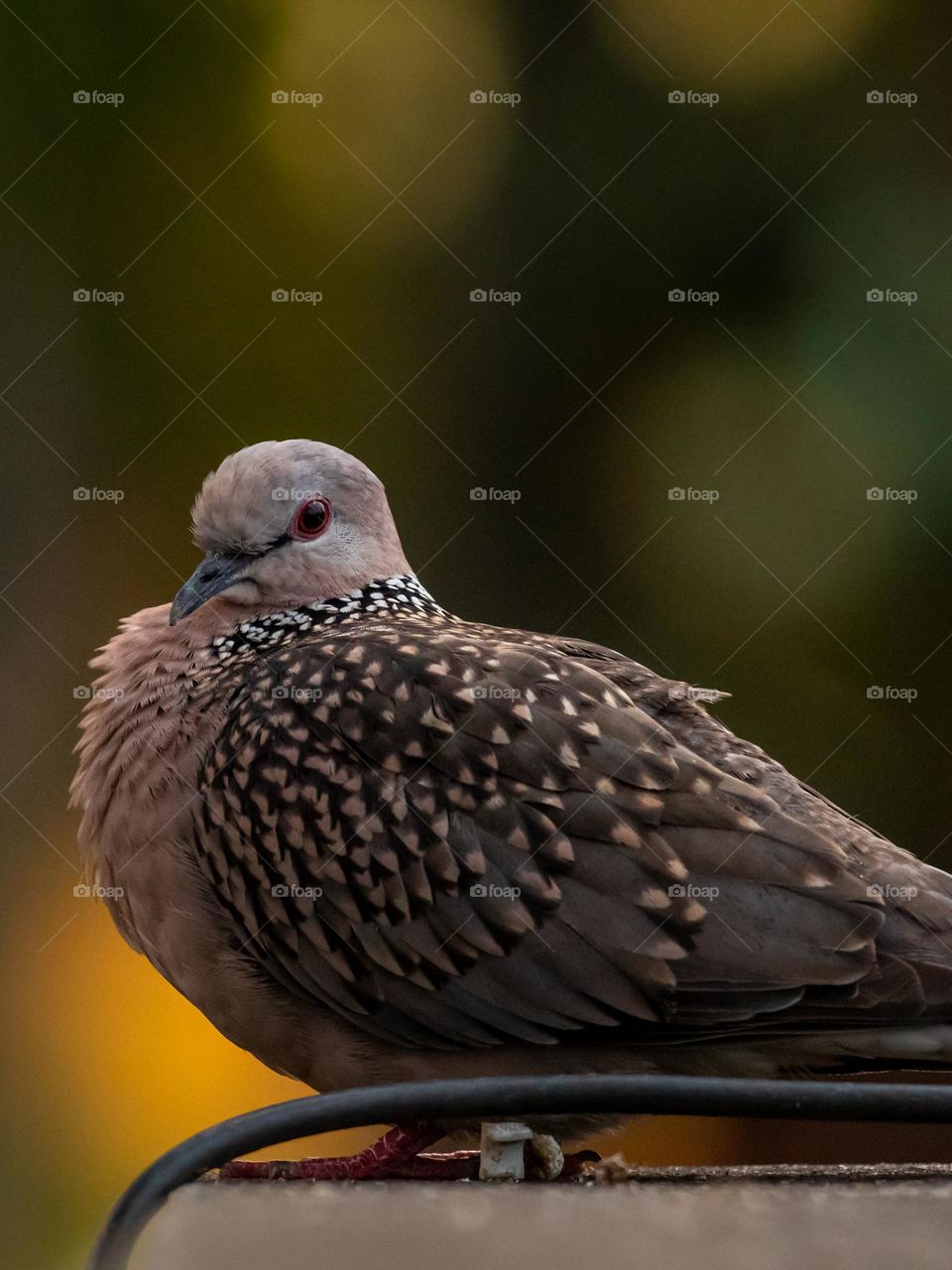 Beautiful City Dove