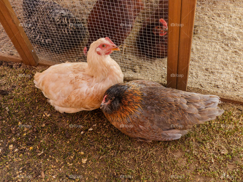 A flock of chickens relaxing