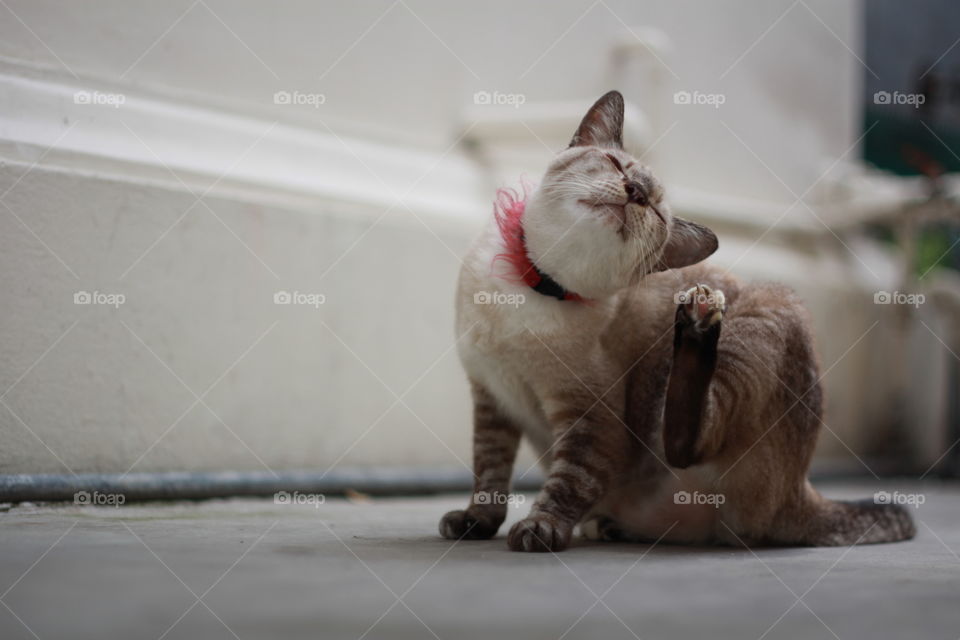 Cat in Thai temple