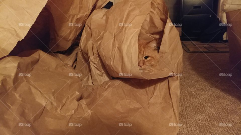 brown paper kitty