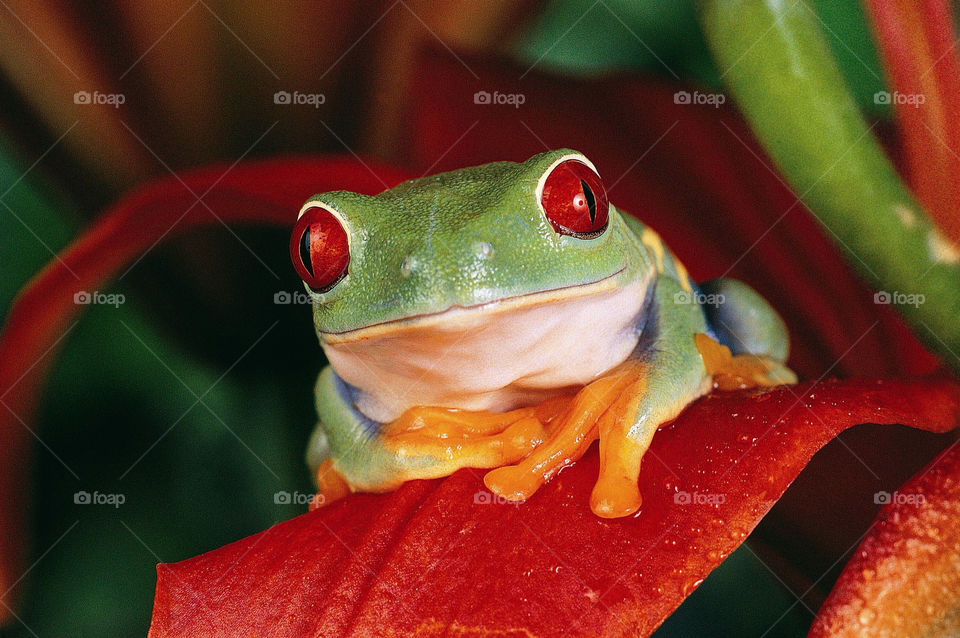 red leaf sea frog by poorguy2