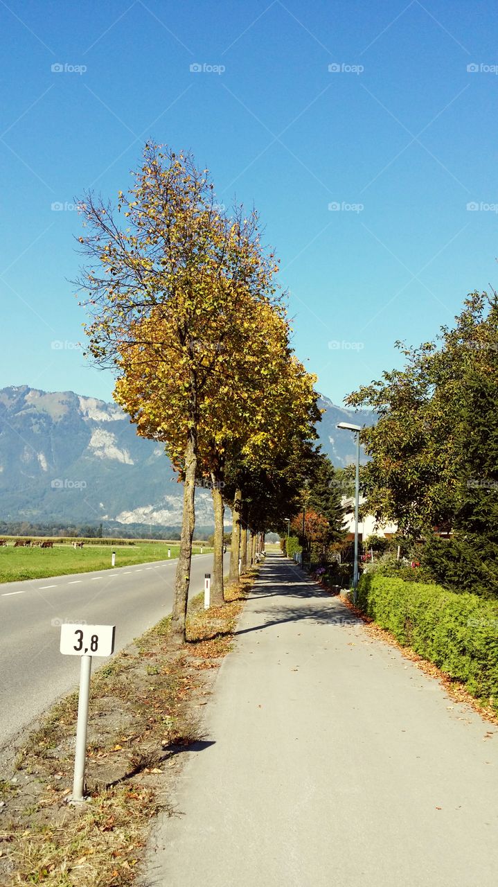 Trees near empty street