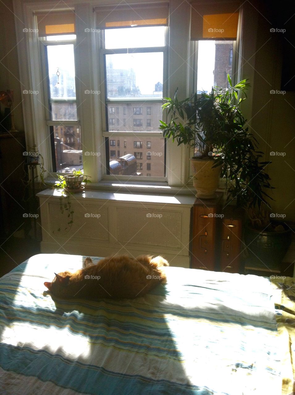 Afternoon cat nap. A kitty takes a nap in the afternoon sun.