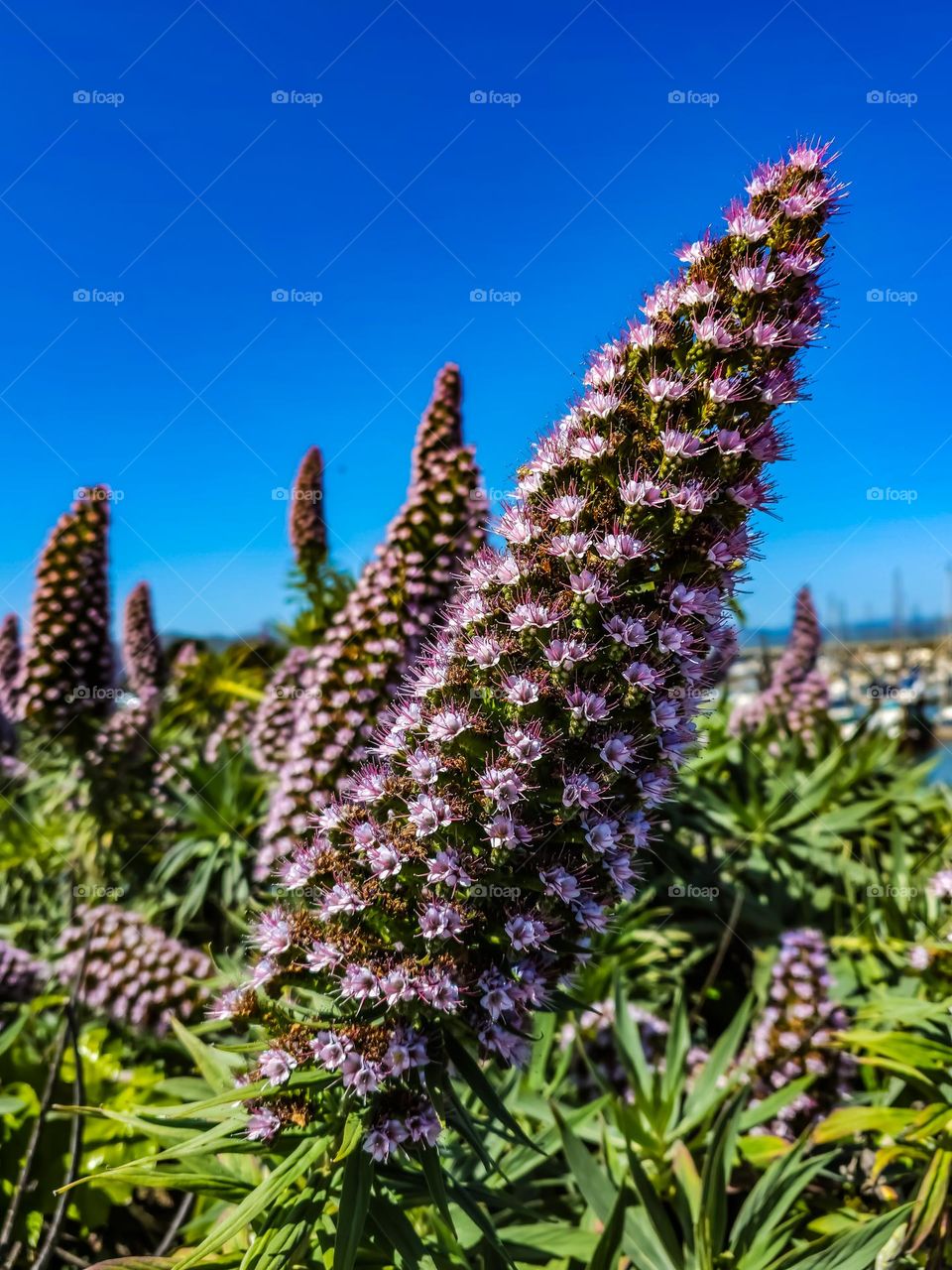 Stunning purple pride of Madeira (echium candicans) blooming in San Francisco California at fort Mason by city yachts with bees and butterflies. Pointing towards the sky , light lavender 