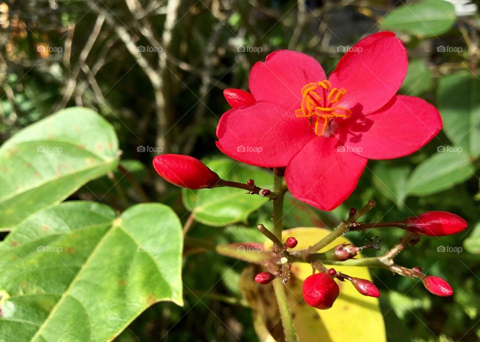 Red flower and buds