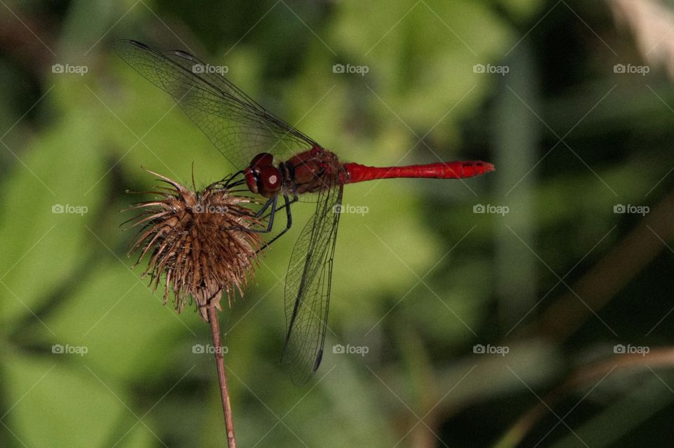 eine rote Libelle sitzt auf einer Pflanze