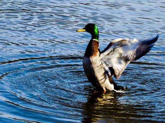 beat of wings - Duck 