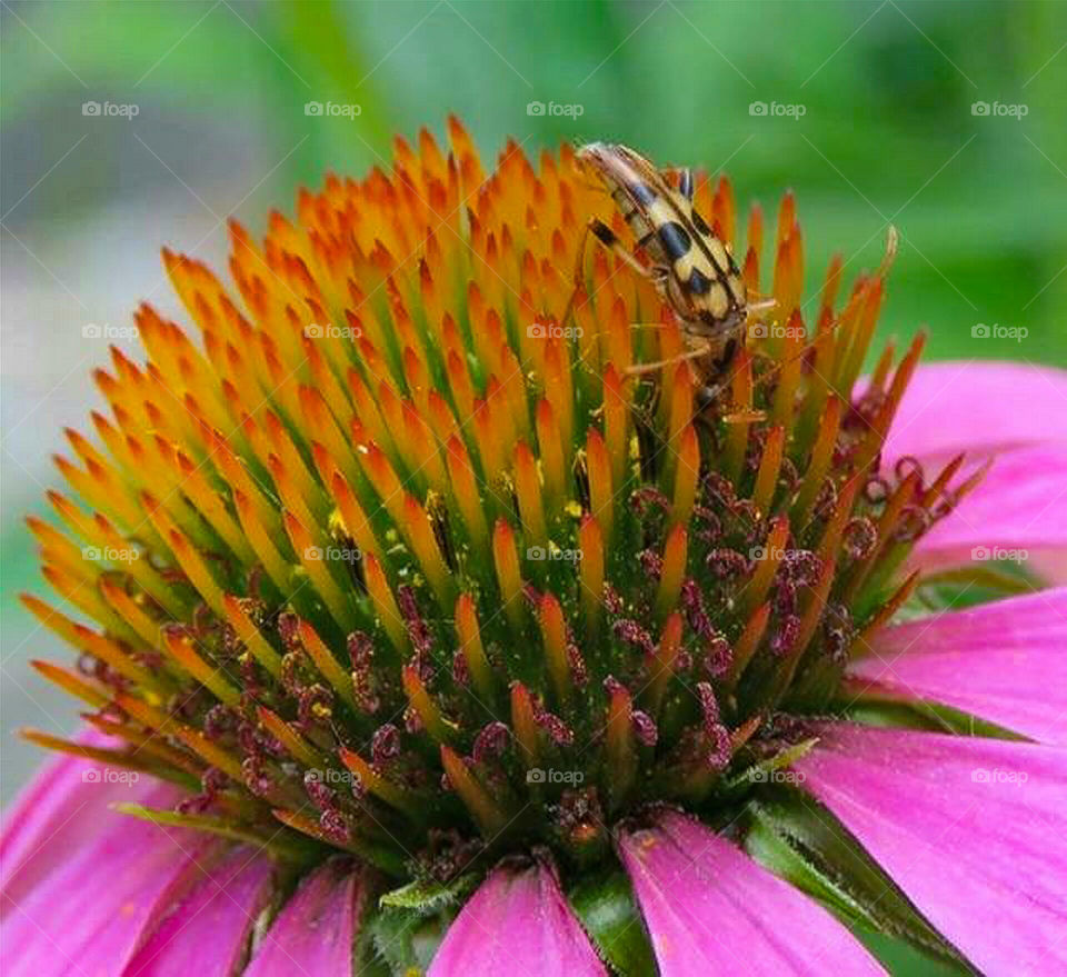Bug on Flower