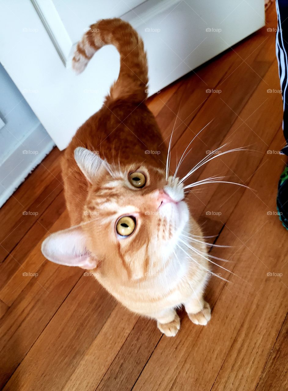 orange cat 2