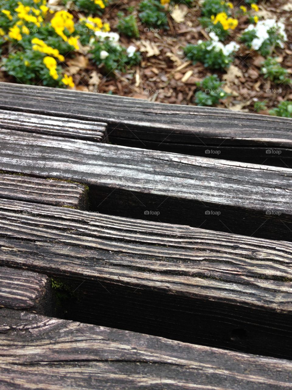 Wooden bench with yellow flowers in background