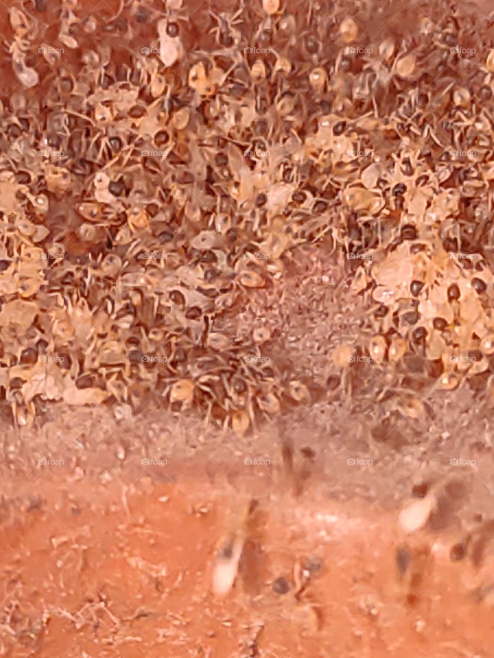 Population of ants and it's eggs