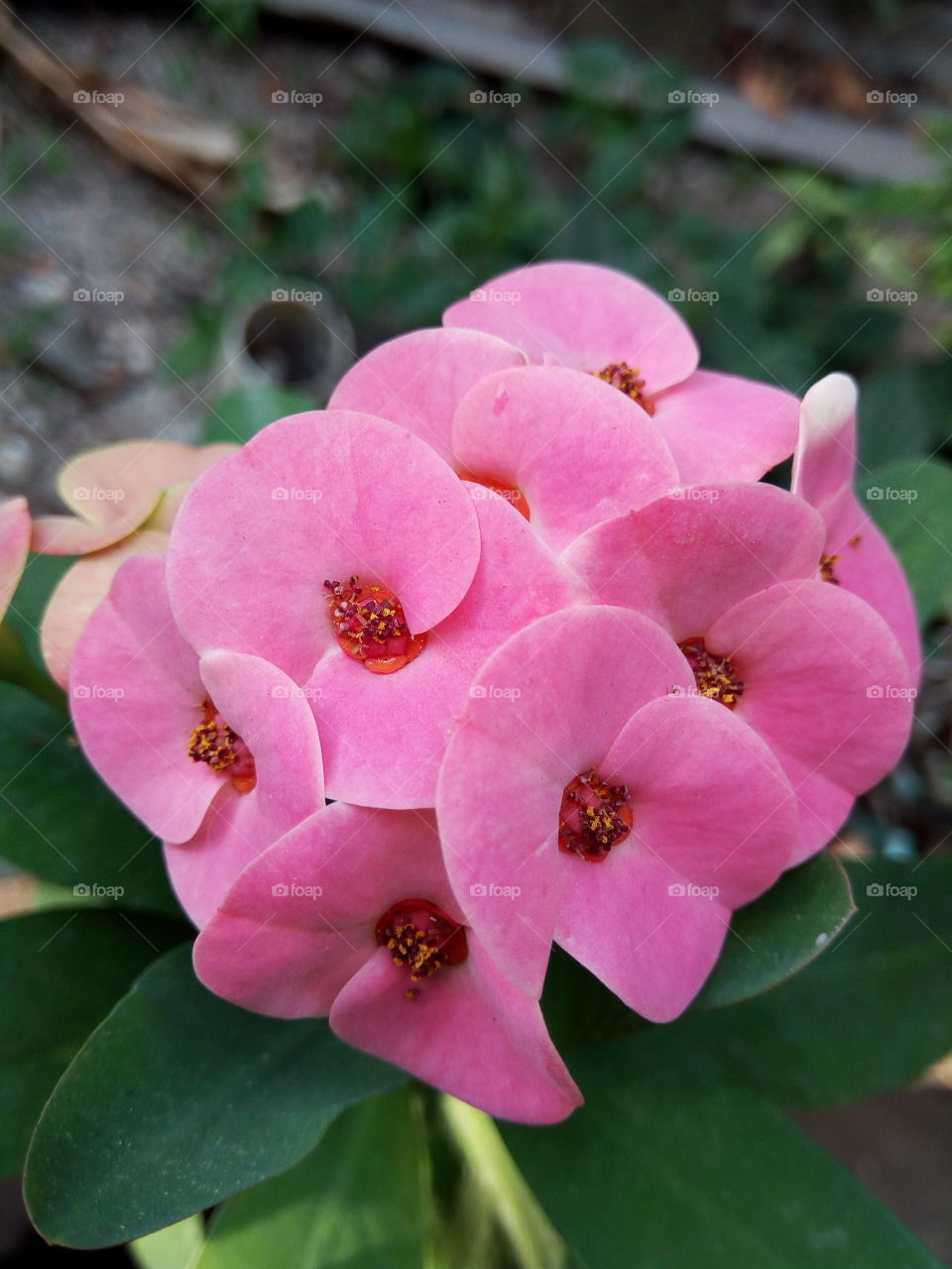 Nature, No Person, Flower, Leaf, Flora