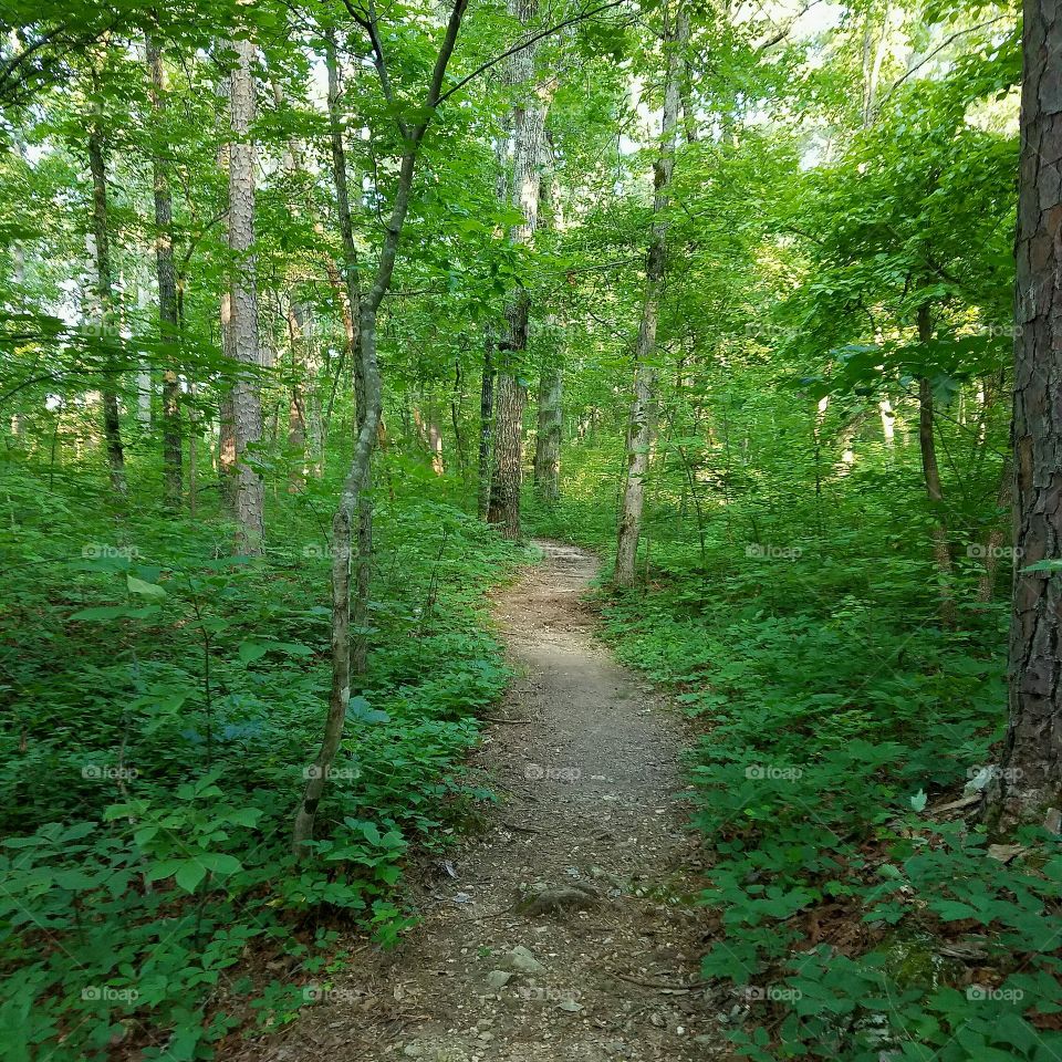 Hiking trail through the forest