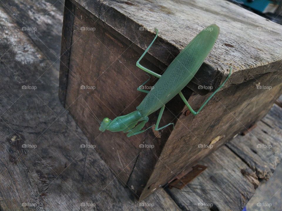 Green grasshopper