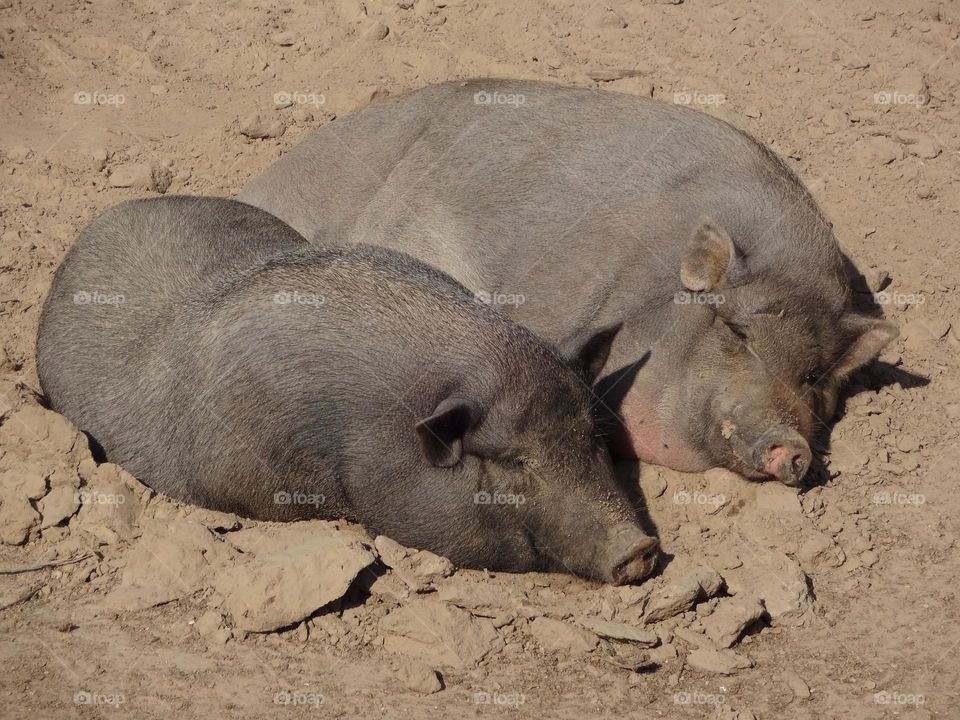 Two pigs