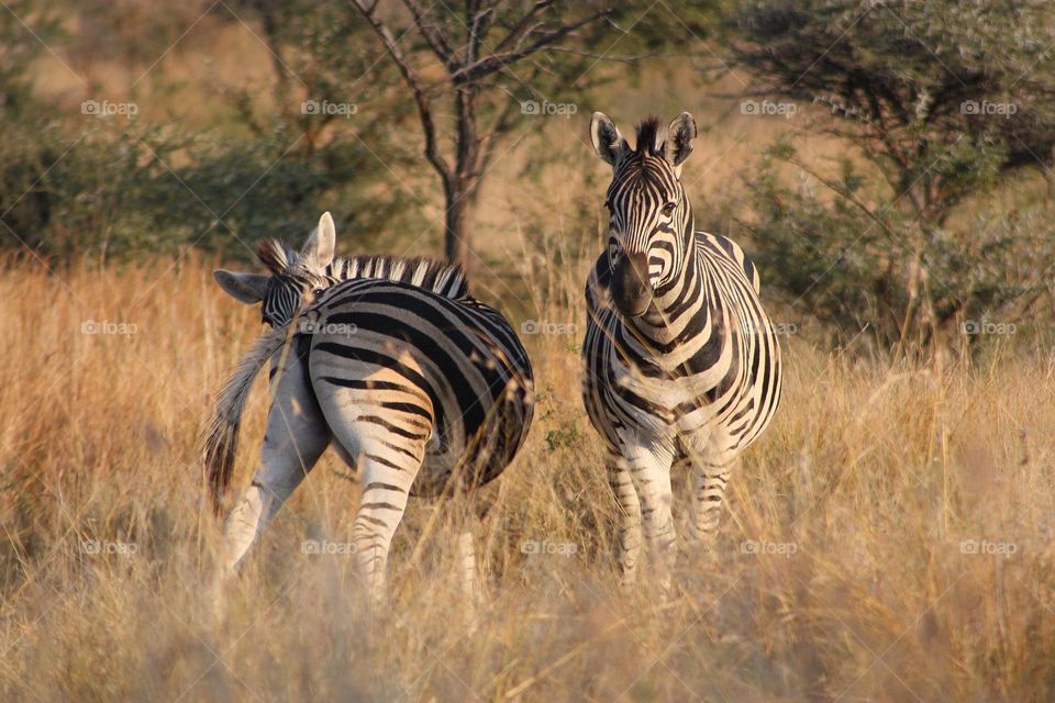 zebra in the afternoon light