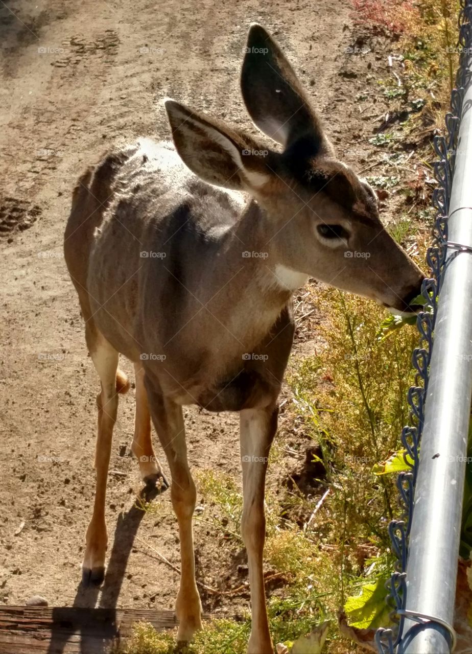 Deer Eating Garden Doe in Central Oregon