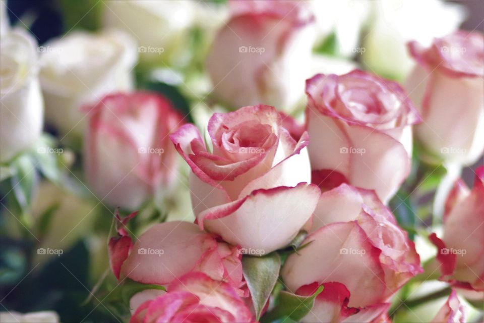 Closeup bouquet of pink and white rose buds sign of love
