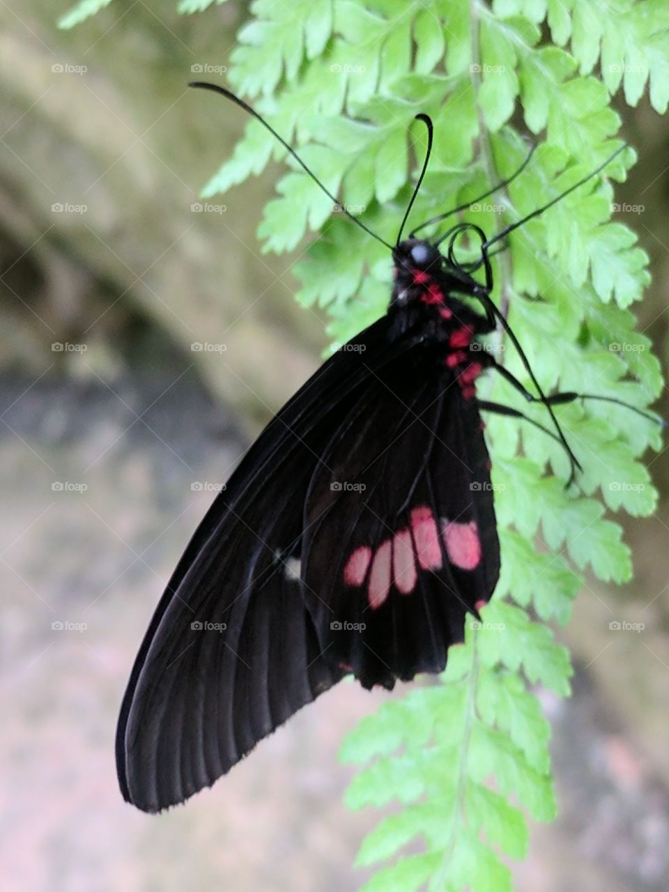 black & pink butterfly