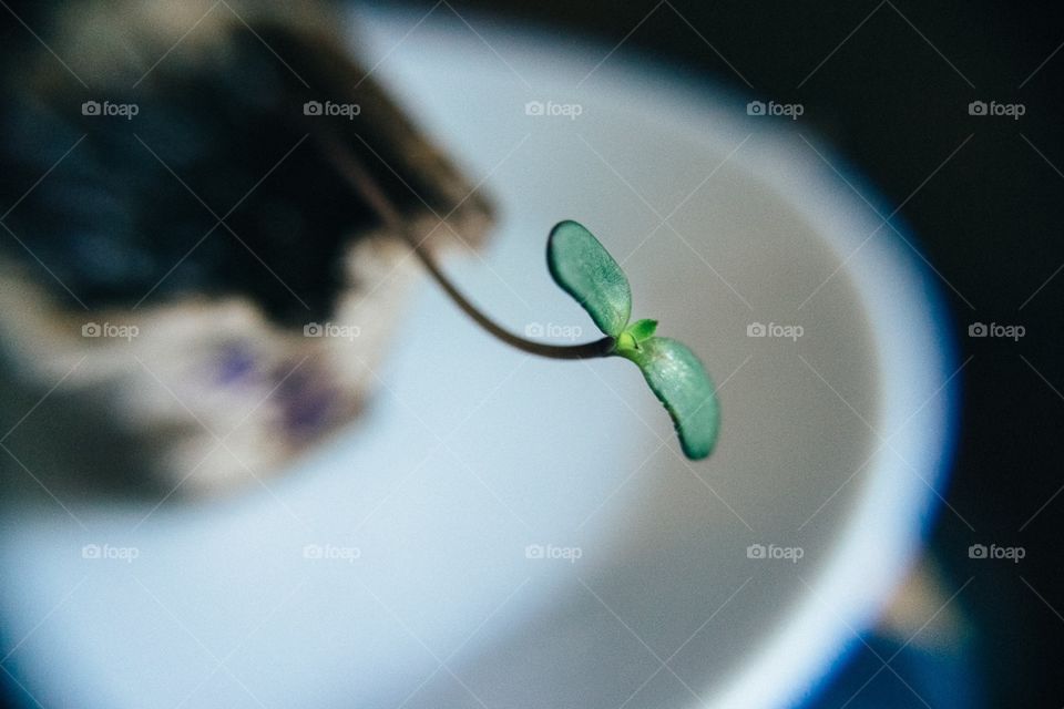 Looking for the light