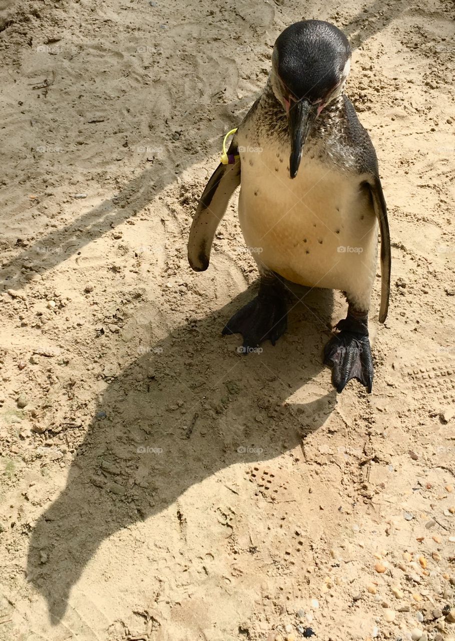 Single penguin standing in the sun facing his shadow