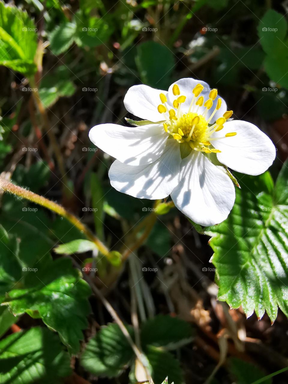 Beautiful nature offline