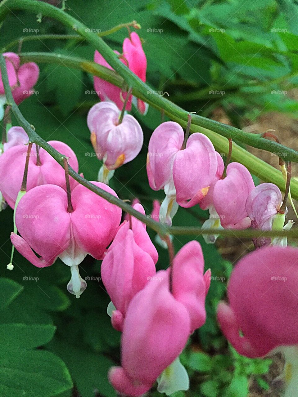 Row of Bleeding Heart