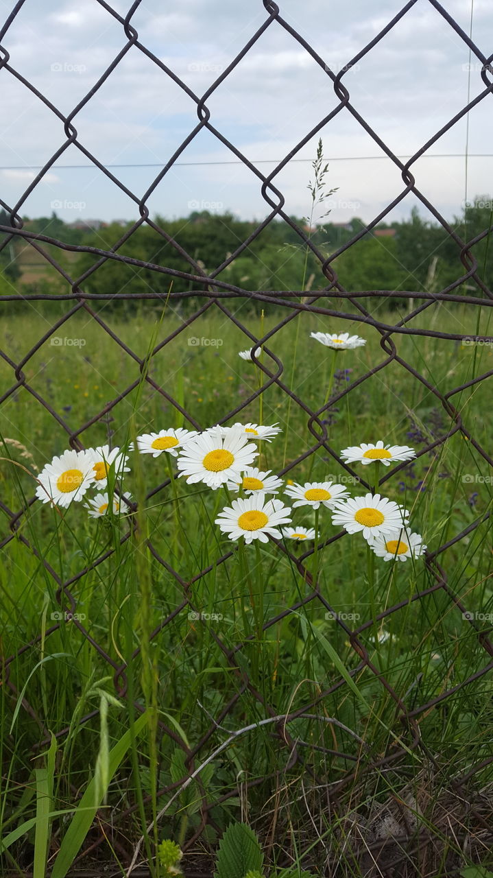 Daisies on the edge of the meadow