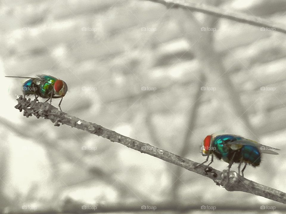 a couple of green flies