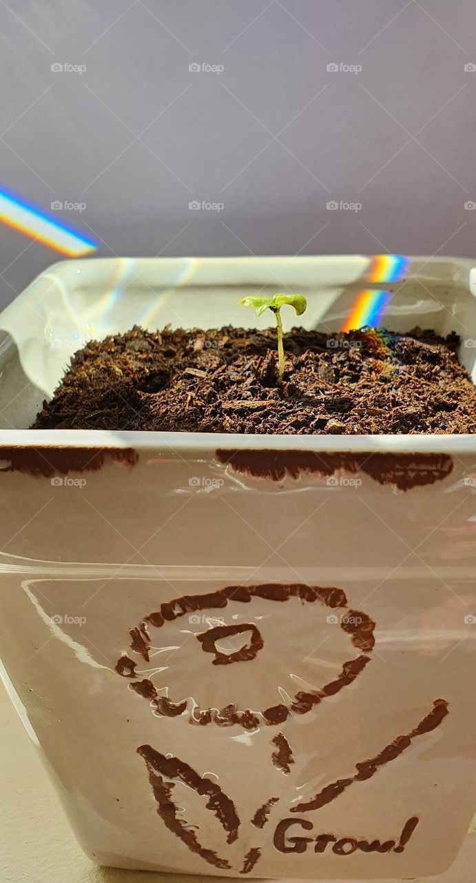 little plant growing with play of colors in rainbow colors by the sun- seedling