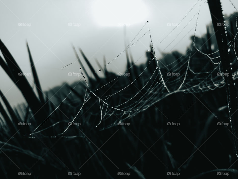 Spider webs and rice fields