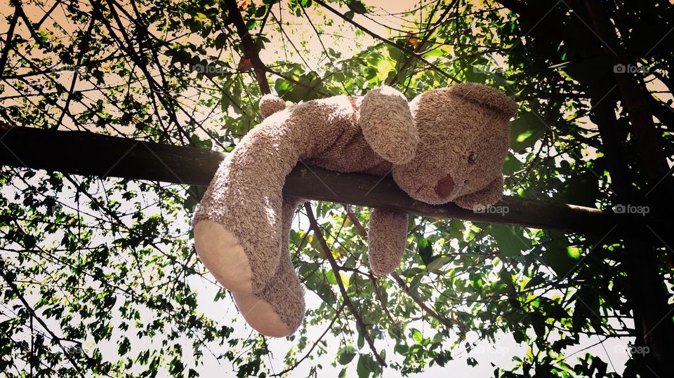 bear sleep. dolly bear sleeping on tree