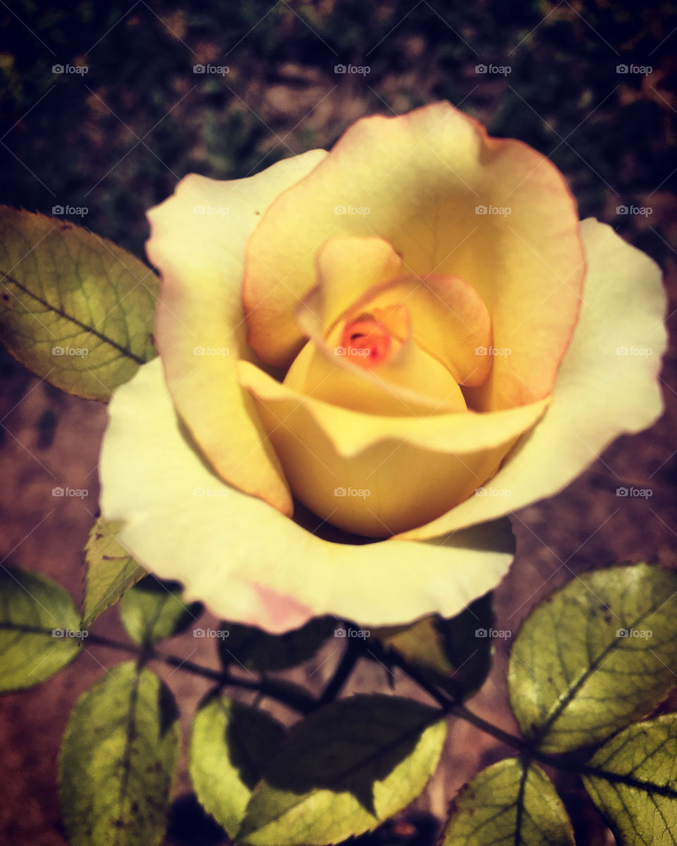 🌹 🇺🇸 Very beautiful flowers to brighten our day.  Live nature and its beauty. Did you like the delicate petals? / 🇧🇷 Flores muito bonitas para alegrar nosso dia. Viva a natureza e sua beleza. Gostaram das pétalas delicadas? 