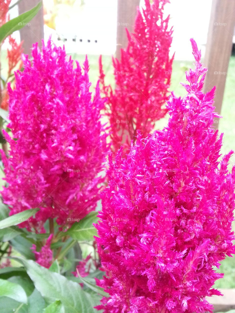 Flowers with intense Color