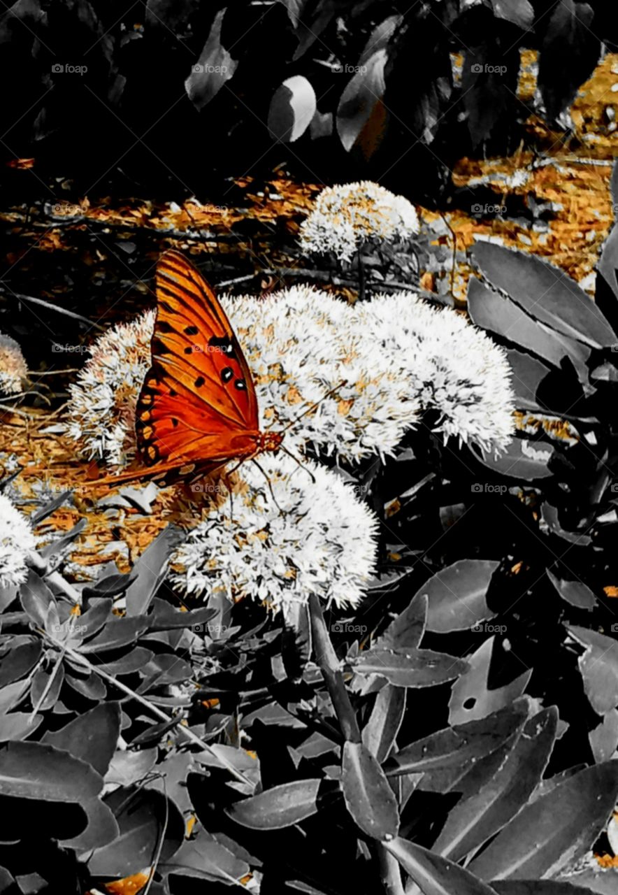 glorious mother nature orange red butterfly on white flowers in a garden