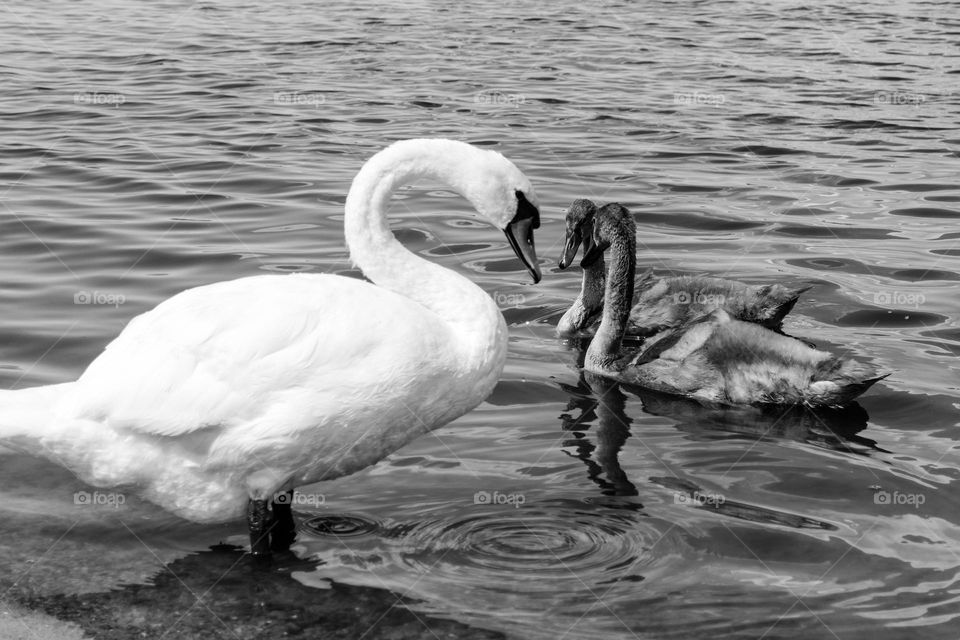 Swan family.