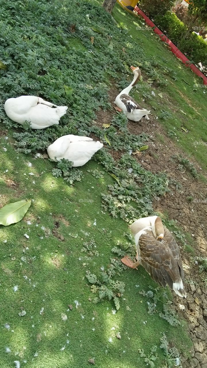 There are four beautiful Ducks are relaxing in garden at the 43 degree hot sunlight.