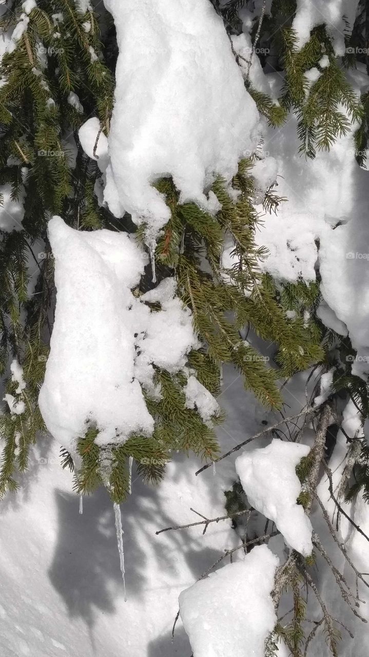 Evergreen branches covered in snow and dripping with icicles.