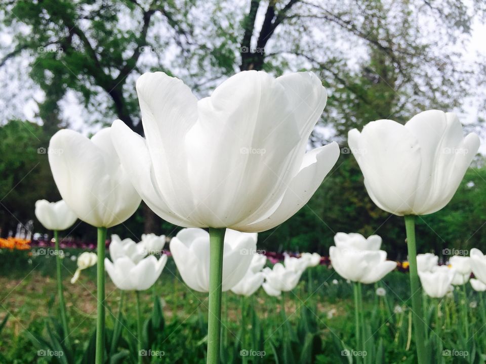 Pretty white tulips