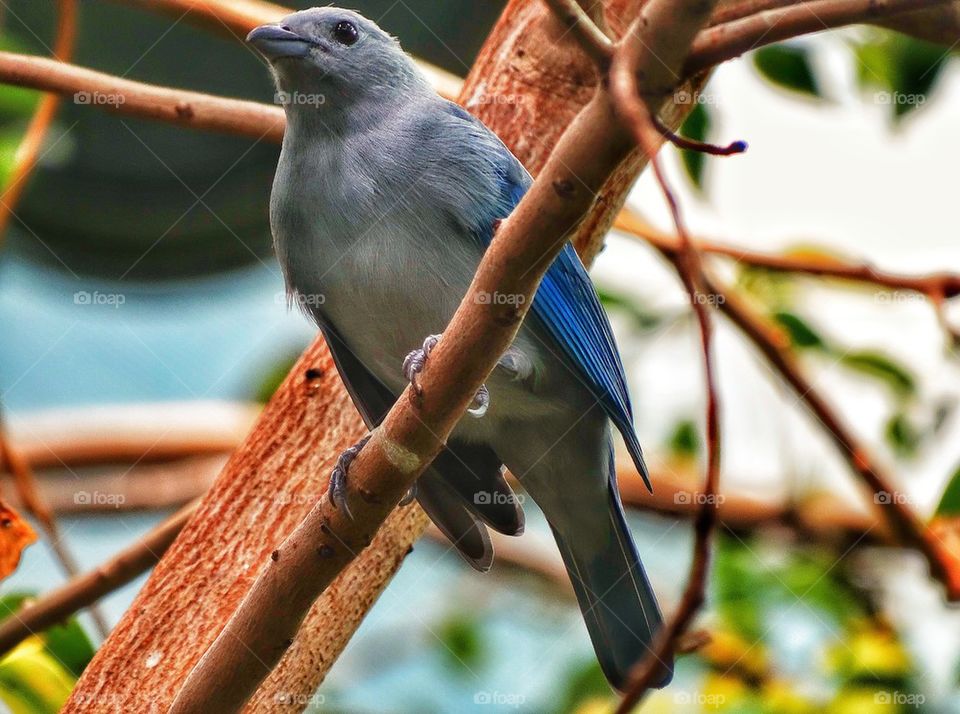 Blue Bird In The Rainforest
