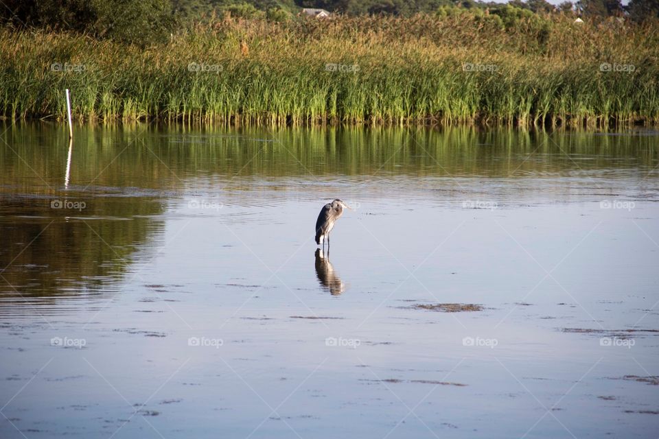 Heron 