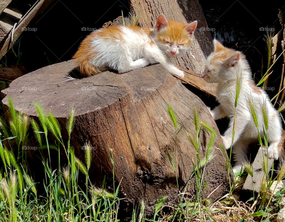 Kitties in the sun