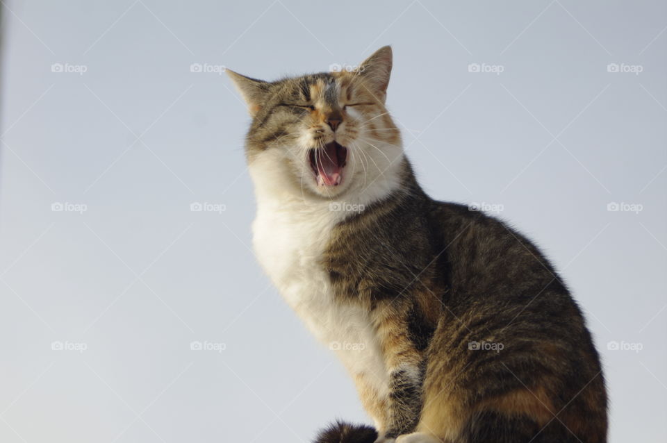 cat sitting on a pole