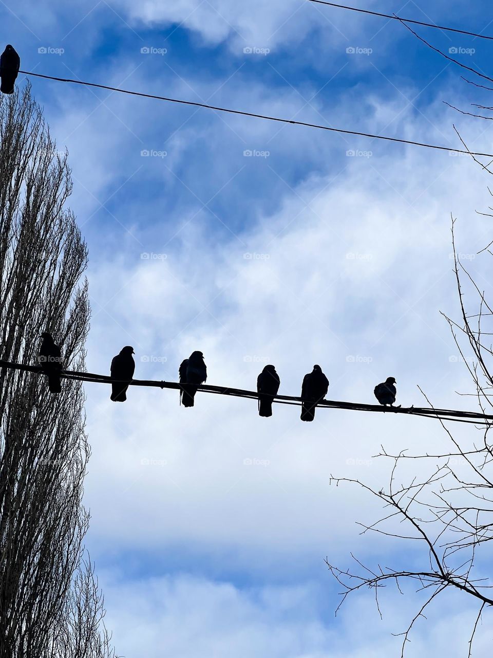 Photo of pigeons sitting on a wire against a clear sky. Peaceful scene with birds on a power line.